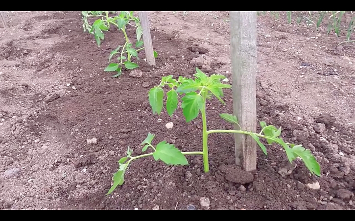 Výsadba rajčat na stanoviště