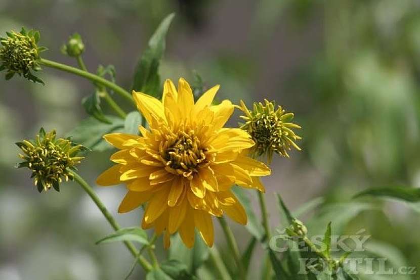 Třapatka (rudbekie) dřípatá