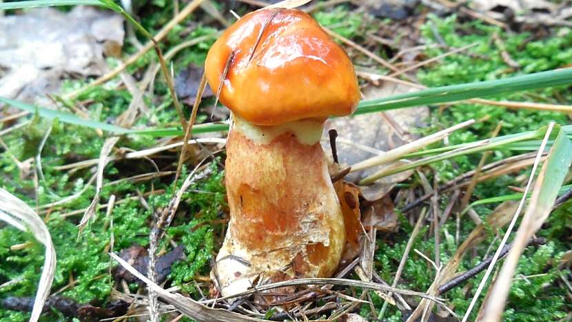 Klouzek sličný (Boletus grevillei)