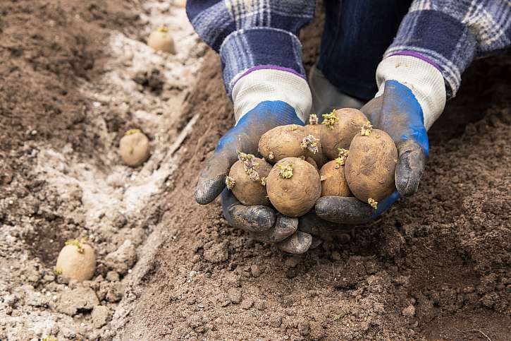Naklíčené brambory vysazujeme do dobře vyhnojené půdy