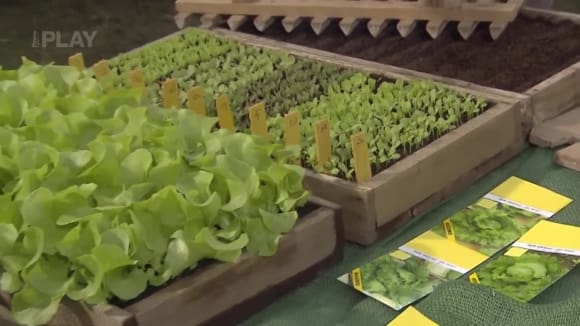 Listový salát pěstování