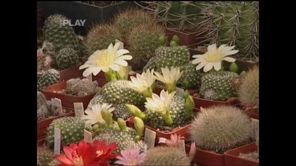 Jak pěstovat kaktusy