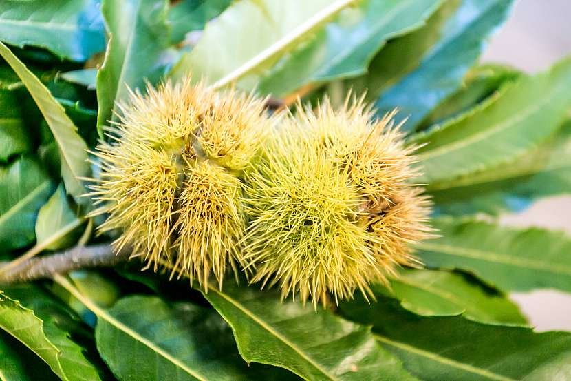 kaštanovník setý (Castanea sativa)