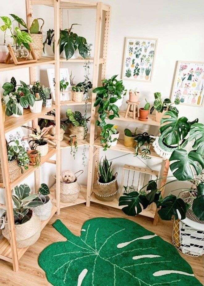 Monstera je symbolem boho stylu.