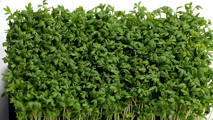 7 druhů koření na podporu hubnutí: řeřicha setá (Leppidium sativum)