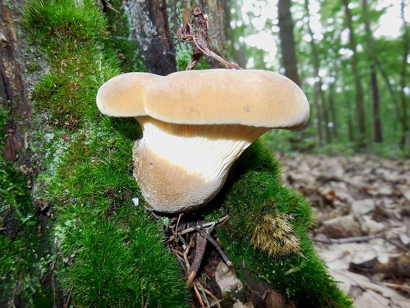 Čechratka (čechratice) černohuňatá (Paxillus atrotomentosus).