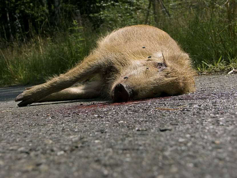 Sražený divočák