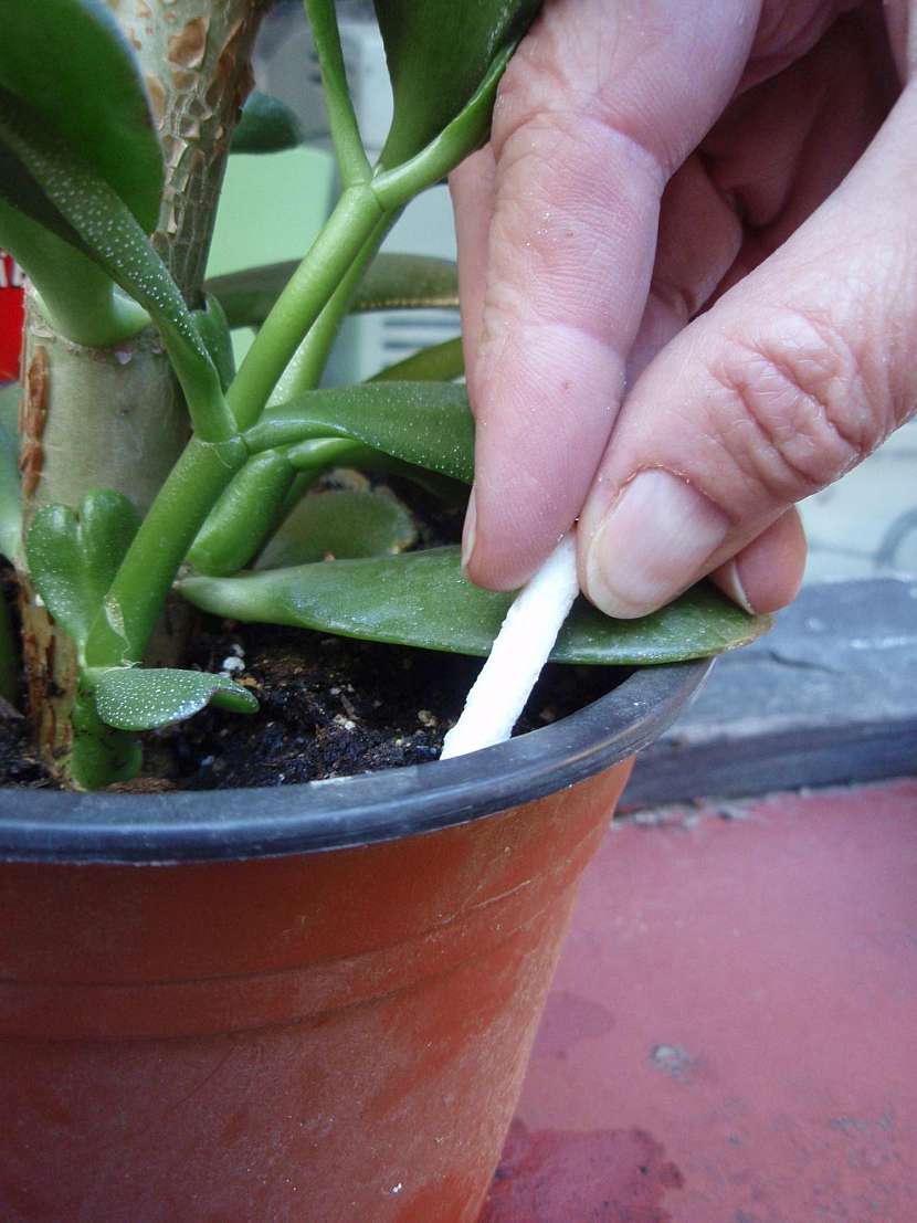 insekticidni tycinky v květináči