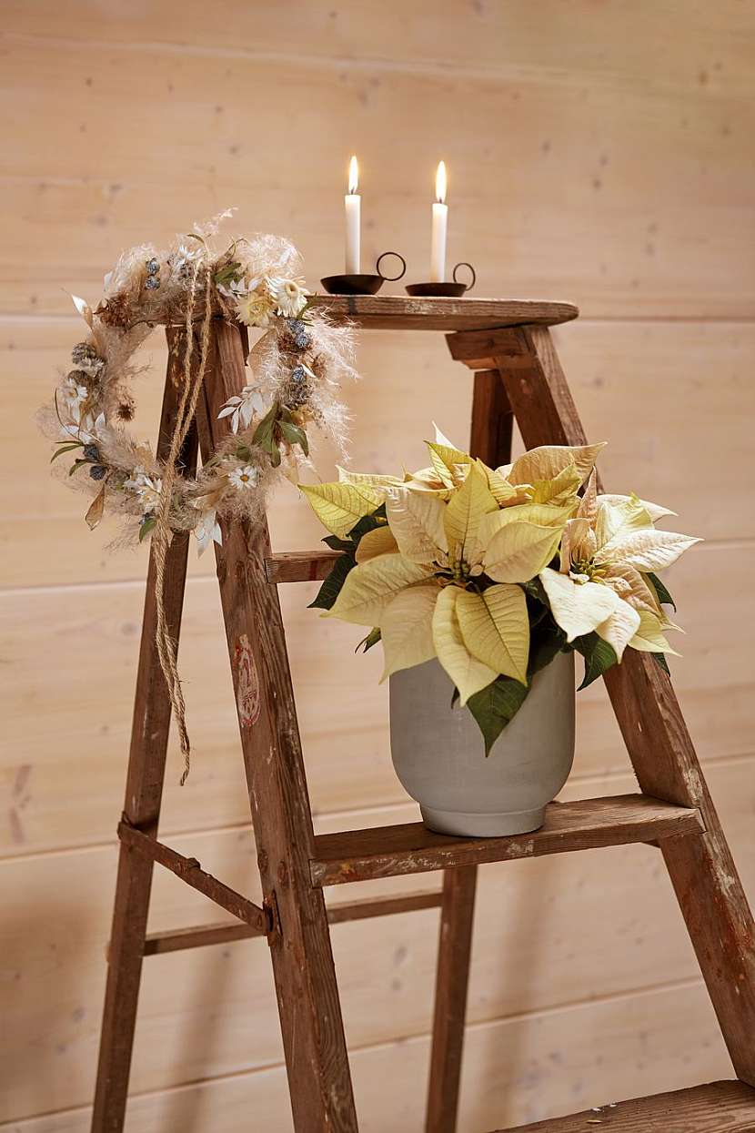 csm_2020_poinsettia_02000_Natural_Christmas_Warmth_11_24e96ace21