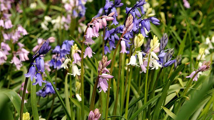 Ladoňka sibiřská (Scilla siberica)
