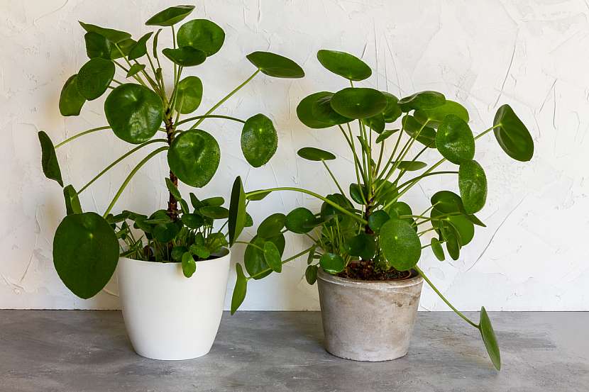 Pilea peperomioides, chinese money plant nebo palačinková kytka