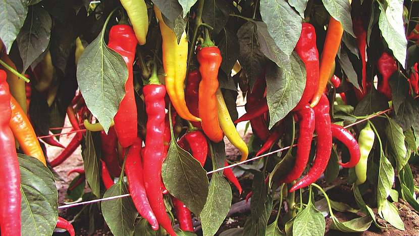 Paprika roční (Capsicum annuum): odrůda Pálivec
