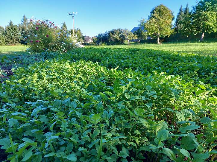 Zelené hnojení působí protierozně, udržuje vláhu v půdě a po zapravení dodá důležité živiny