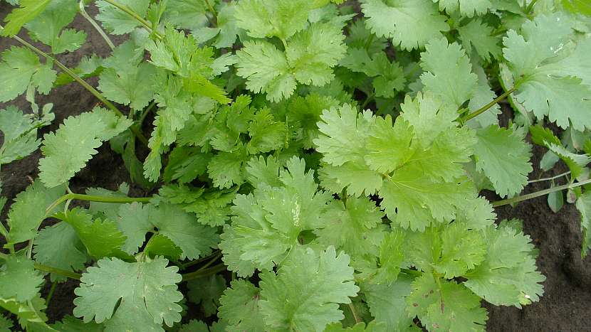 Koriandr setý (Coriandrum sativum): odrůda AROMA typu Long Standing