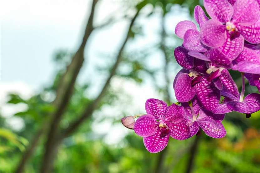 Květy krátkých dnů v Botanické zahradě