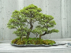 Vypravte se na výstavy bonsají za krásami rostlinných miniatur