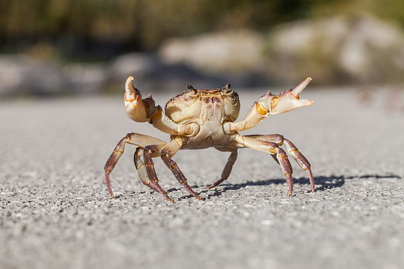 Krab