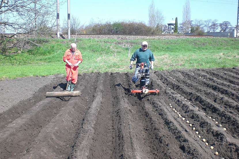 Sázení brambor