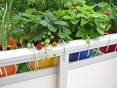 Zelenina za okno a rychlení cibulovin nahradí pěstování na záhonu