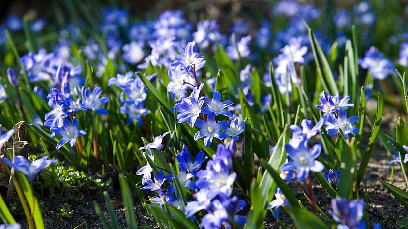 5 nejkrásnějších jarních cibulovin s modrými květy: ladonička (Chionodoxa)
