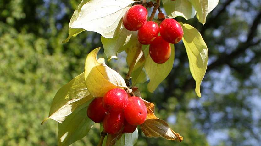 Paleo dieta: dřín obecný (Cornus mas) u nás roste od pravěku