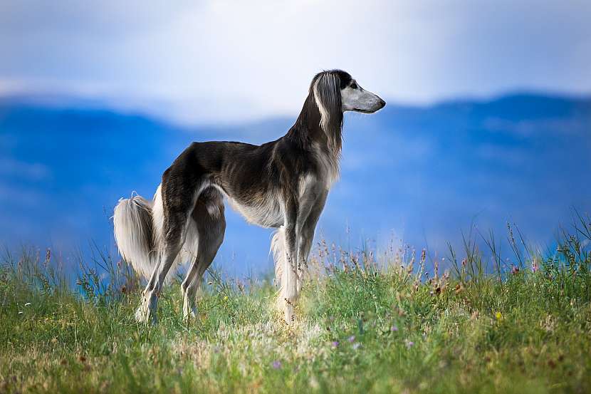 Je zajímavé, že saluki mají velmi špatný čich, a dokonce i sluch, orientují se zrakem