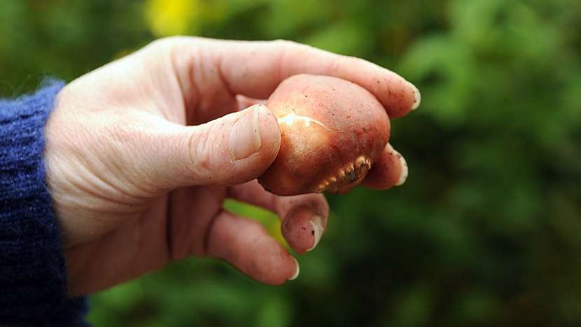 Předpověď počasí a zahrada: cibule tulipánů po vyzvednutí z půdy, osušení a očištění uchovejte v suchu