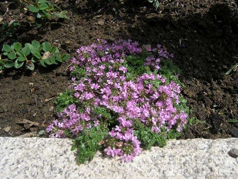 Mateřídouška