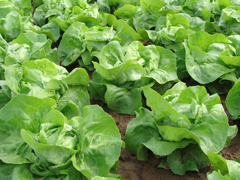 Salát Apollo můžete pěstovat na jednom místě i více let