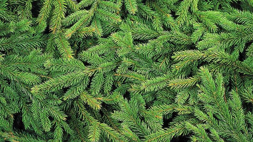 Koupel z čerstvého smrkového jehličí pomáhá při chorobách z nachlazení