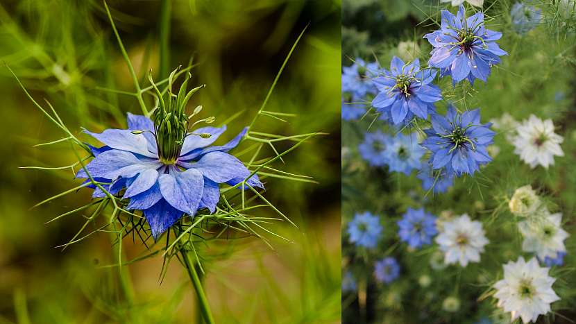 Přilákejte včelky na hostinu: Černucha (Nigella)