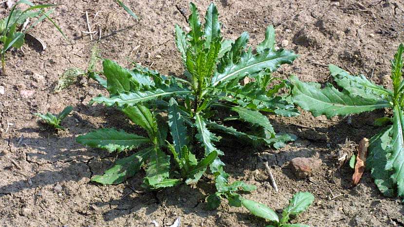 Letní zahrada bez plevele: pcháč rolní (Cirsium arvense)