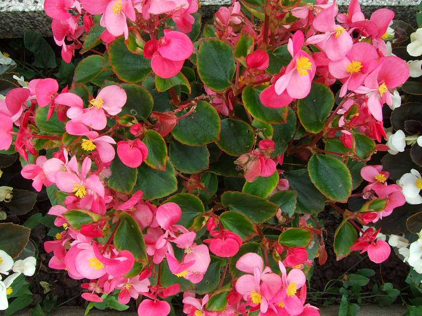 Begonia spfl. Padolí F1