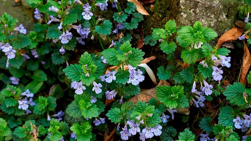 Popenec obecný (Glechoma hederacea): nať i s kvítky se sbírá v době od dubna do června