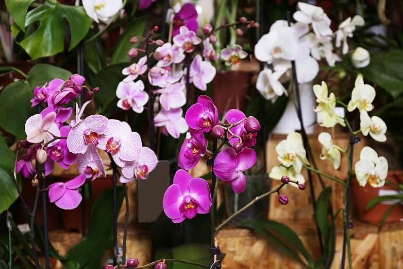 Orchideje