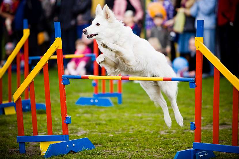 Agility