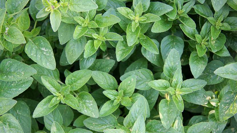 Bylinková zahrádka: Dobromysl obecná neboli oregano (Origanum vulgare)