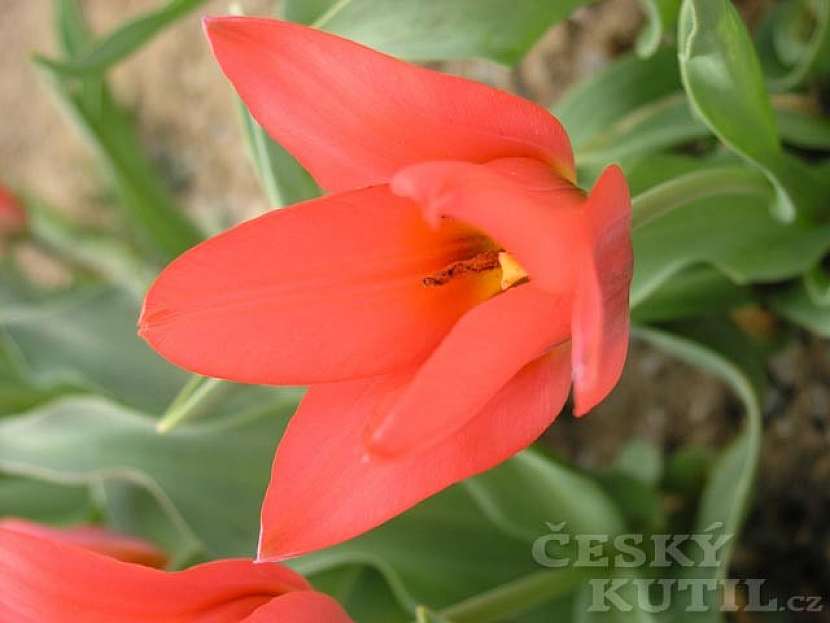 Tulipán Greigův