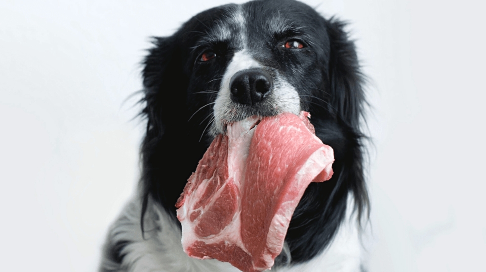 Je pravda, že psi nesmí vepřové maso? 4 nejčastější psí mýty
