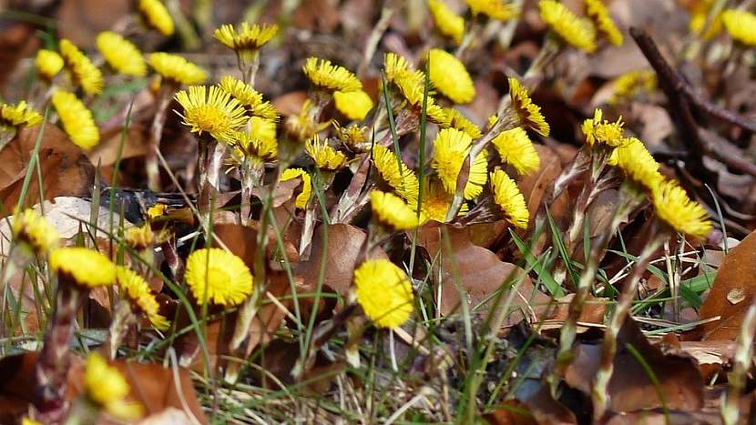 Podběl lékařský (Tussilago farfara)
