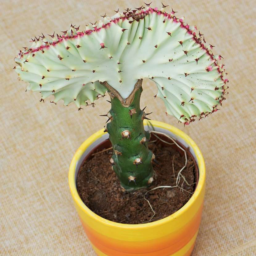 Euphorbia lactea