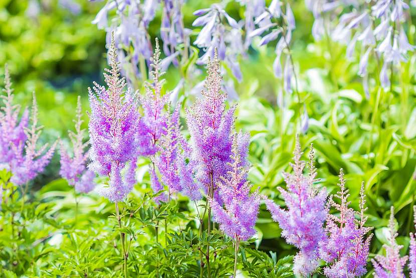 Čechrava zahradní (Astilbe)