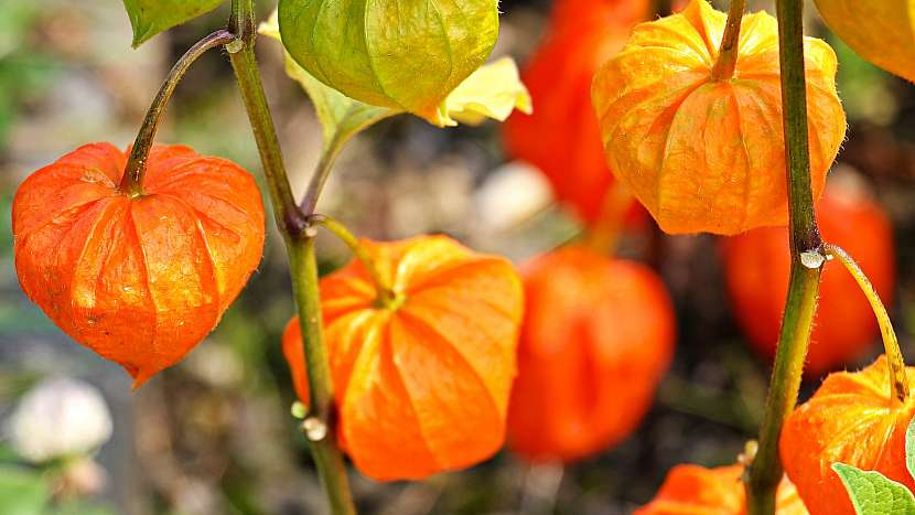 Předpověď počasí a zahrada: květy na sušení - mochyně zahradní (Physalis alkekengi)