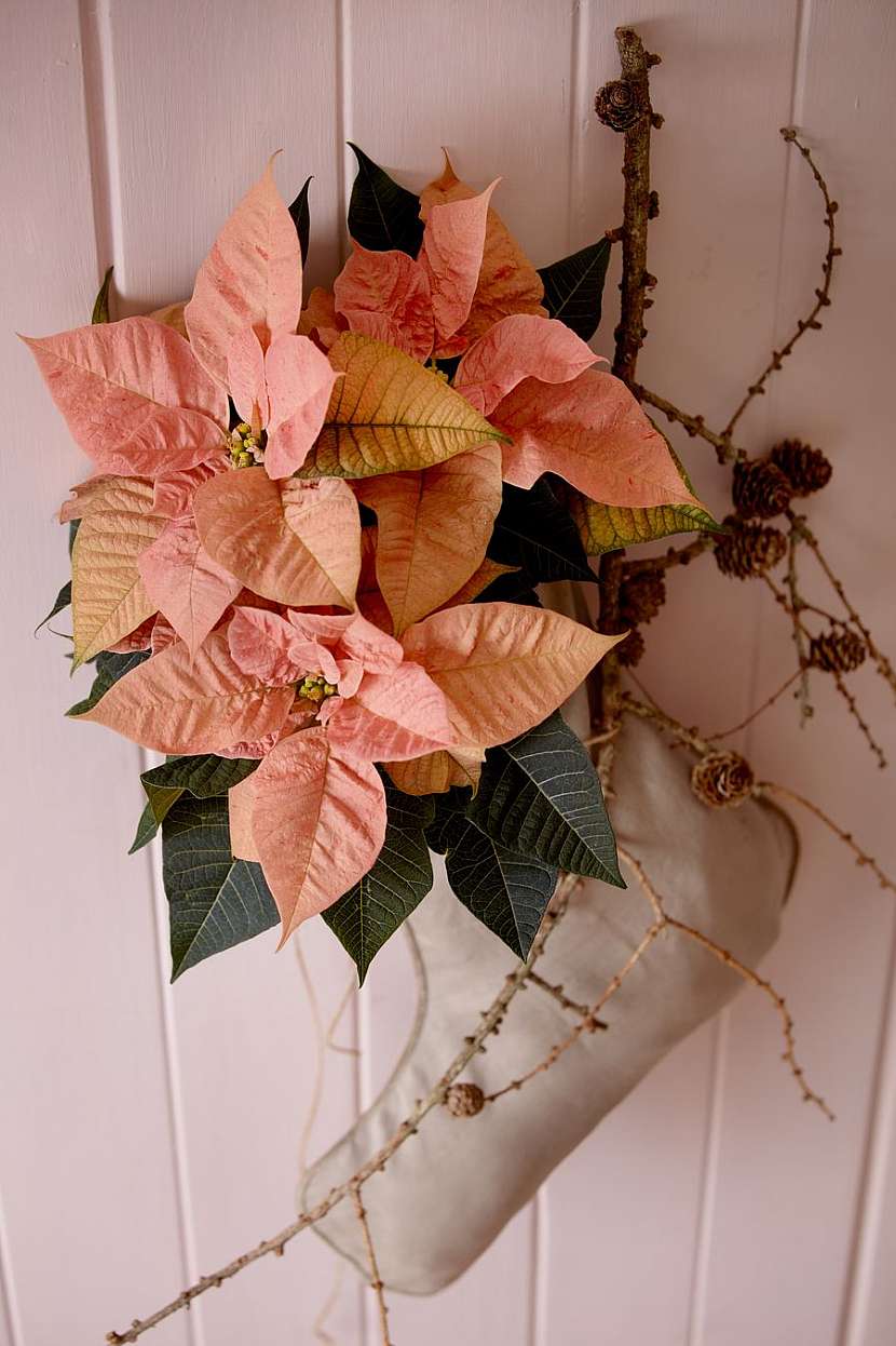csm_2020_poinsettia_03000_Christmas_Blush_11_33888652ae
