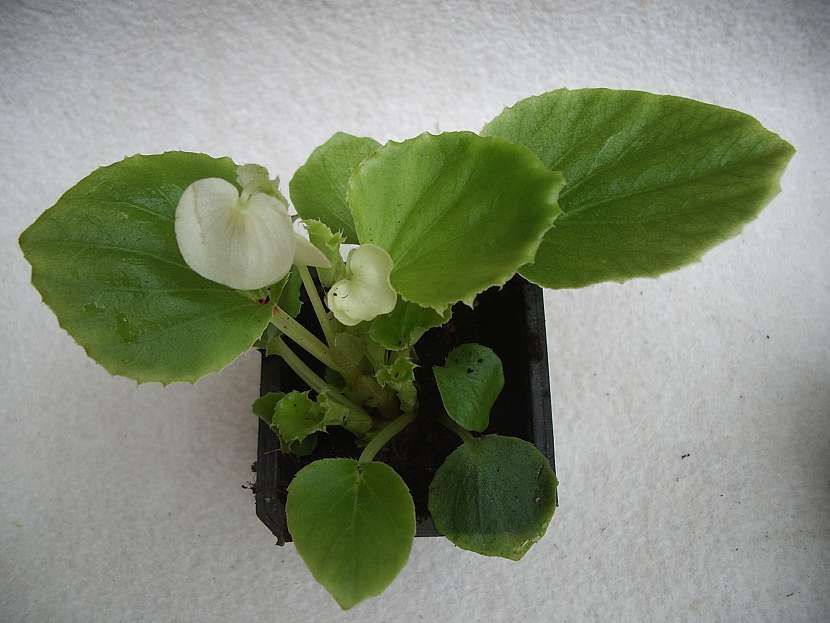 Begonia spfl. Olomouc F1