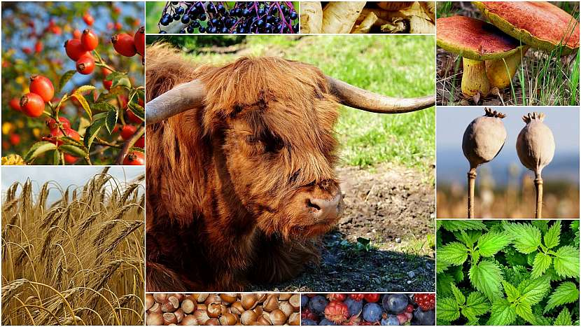 Paleo dieta: základem jídelníčku pravěkého člověka byly kvalitní bílkoviny, čerstvé ovoce a zelenina