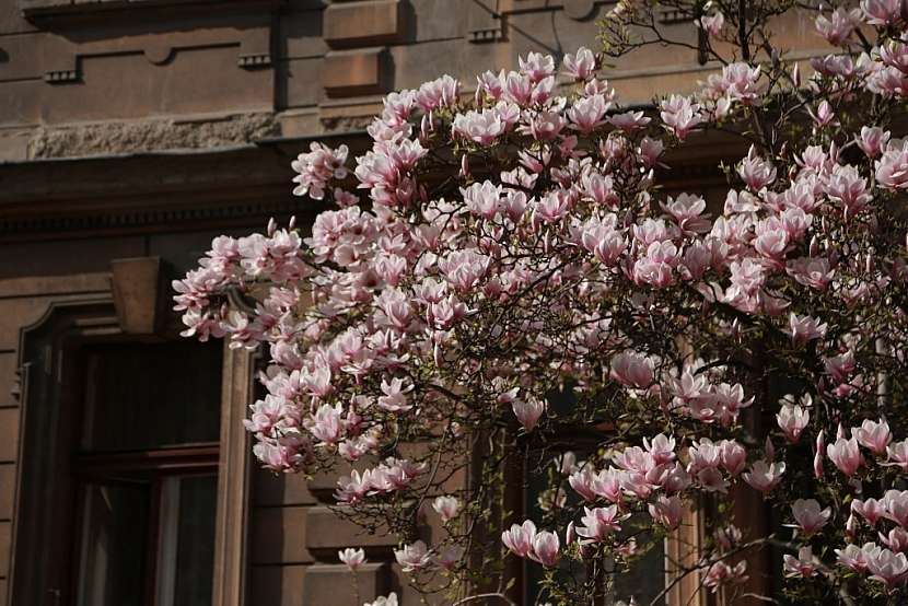 Magnolie