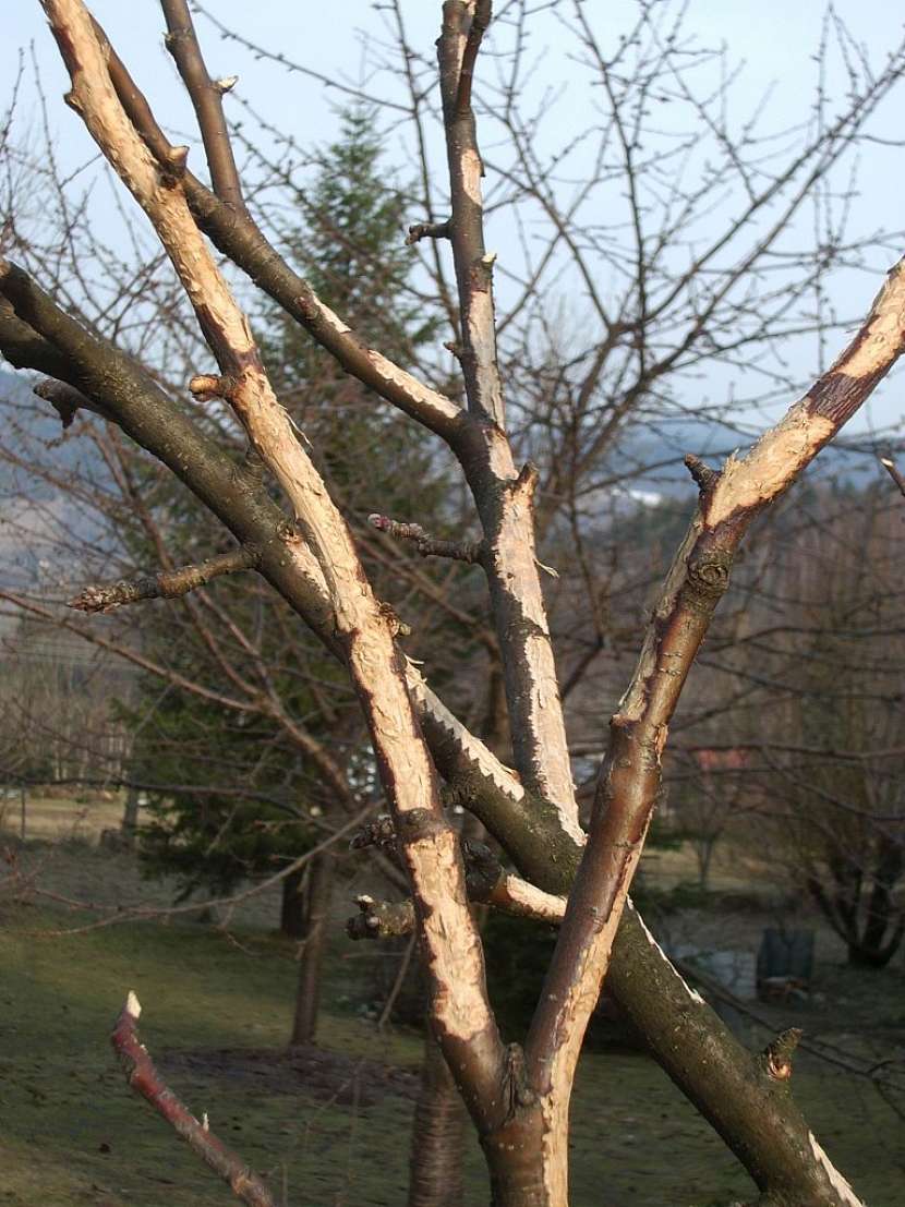 Srnkám budou vaše nechráněné stromky chutnat