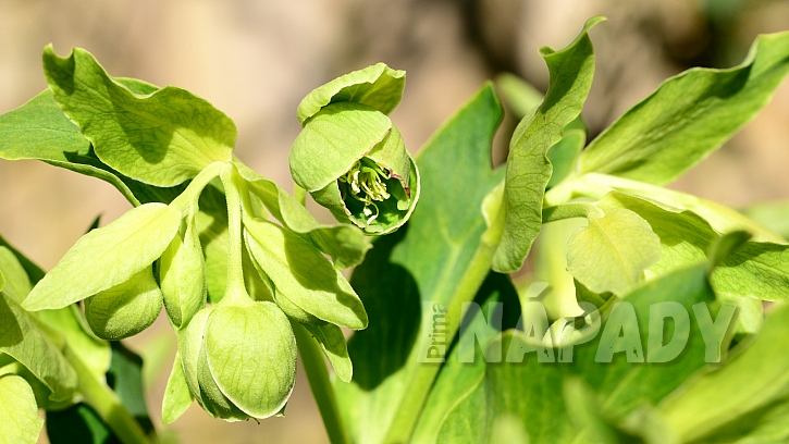 Čemeřice zelená (Helleborus viridis)