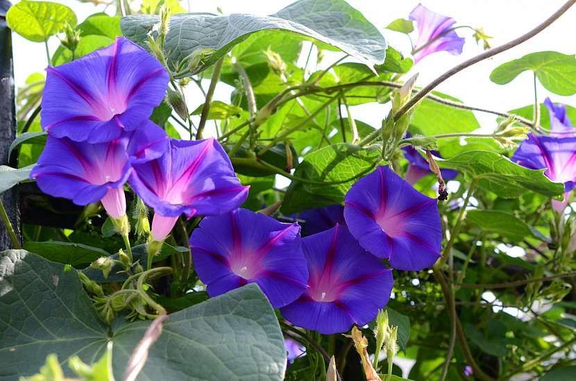 Povíjník nachový (Pharbitis purpurea)